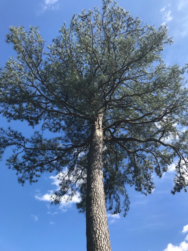 20200404 Paramore Park pine tree