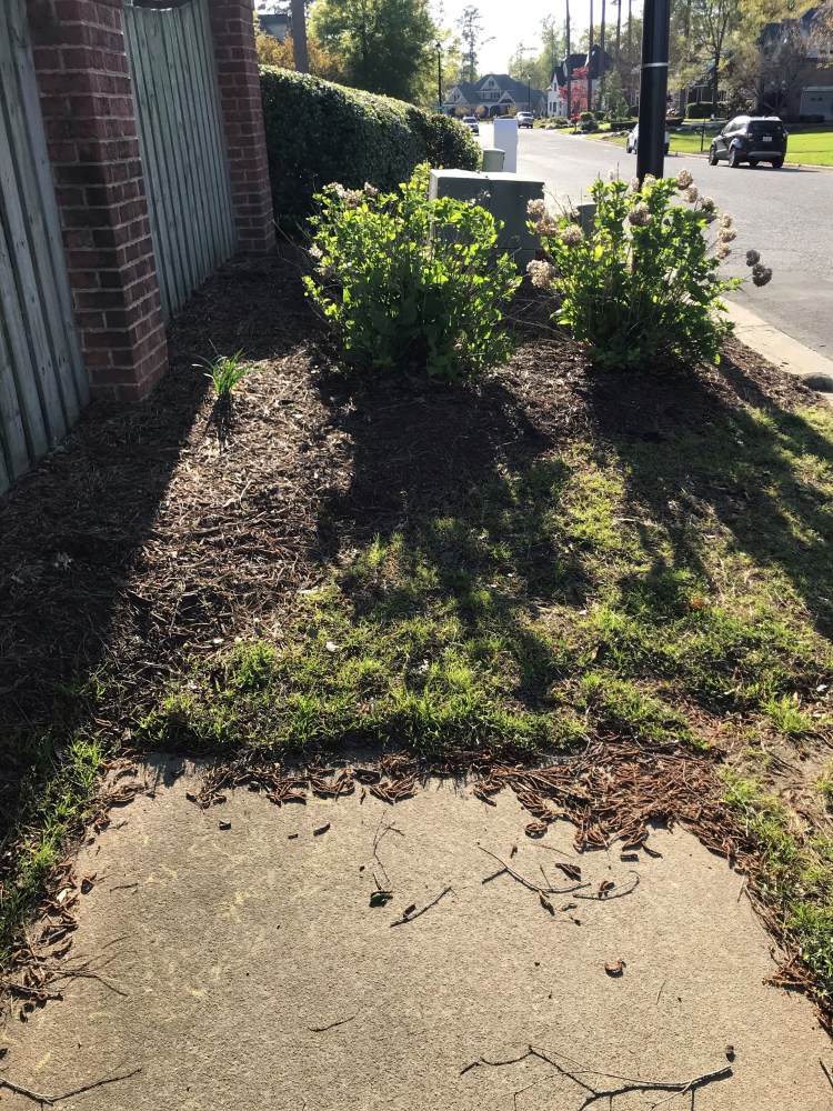 20200405 Greenville Sidewalks be like 4