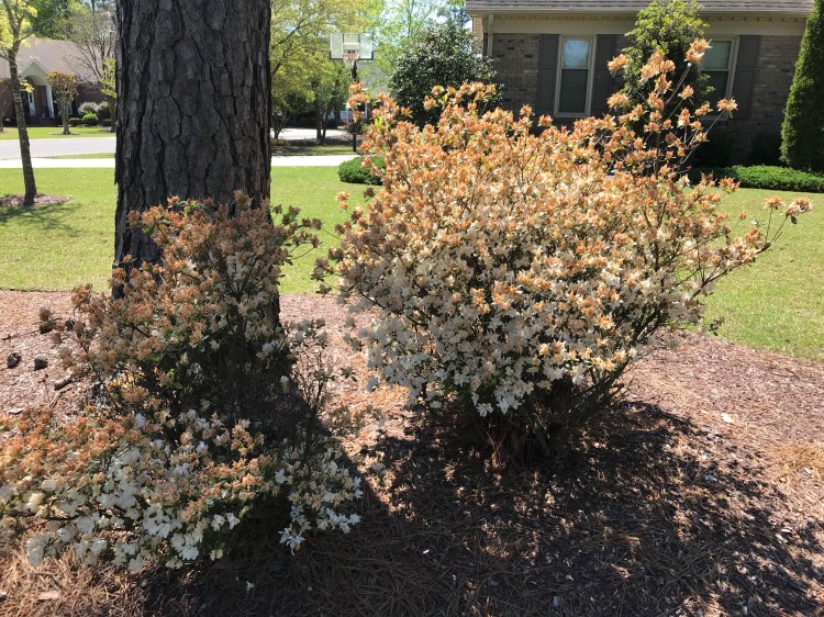 20200411 brown azalea