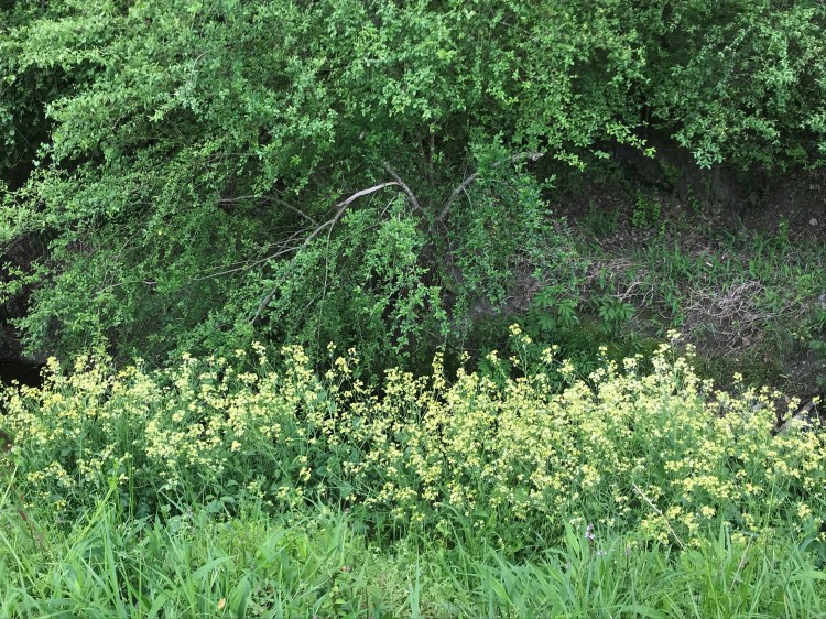 20200412 wildflowers
