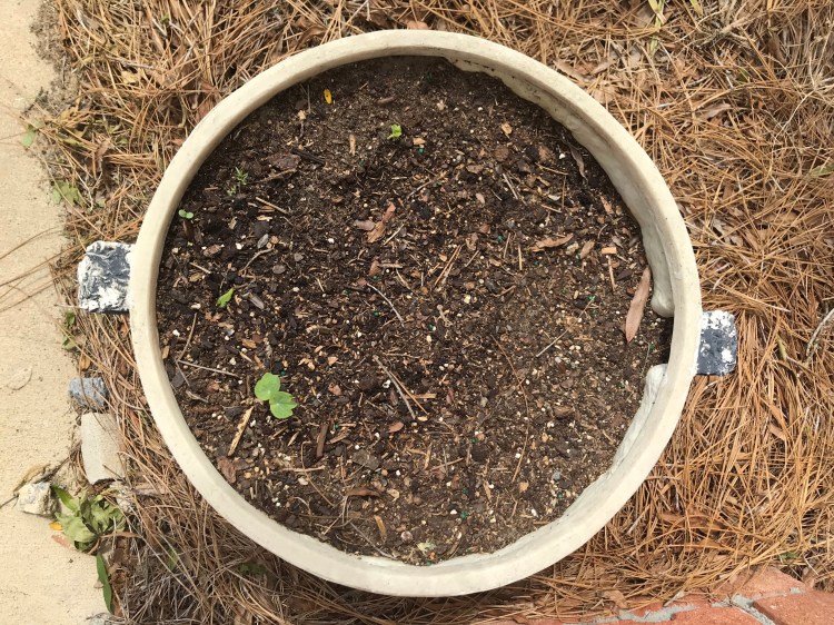 20200415 nasturtiums