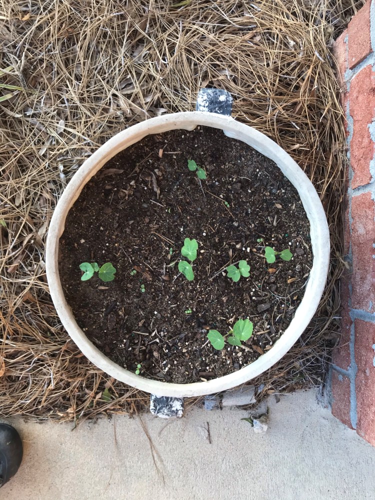 20200422 nasturtiums