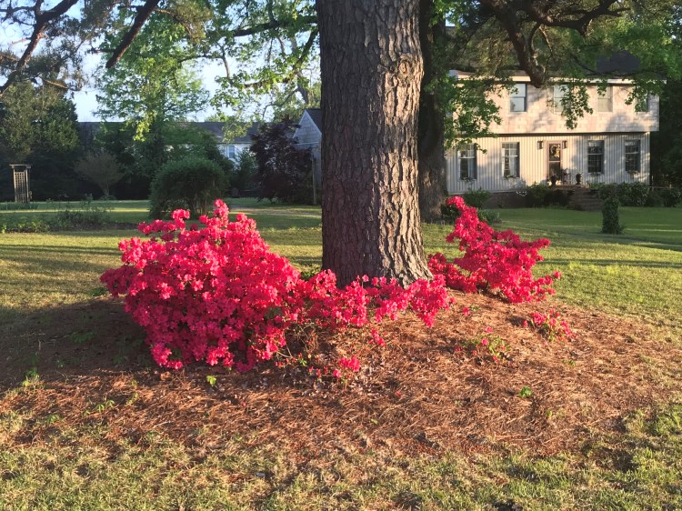 20200424 azaleas
