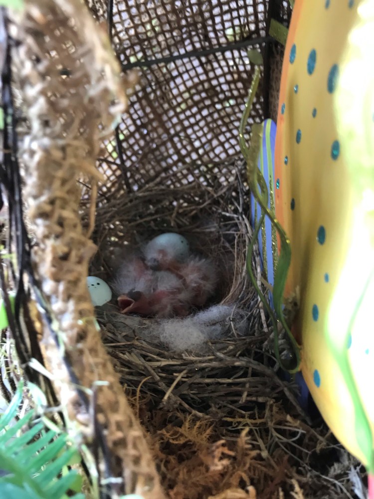 20200426 baby birds