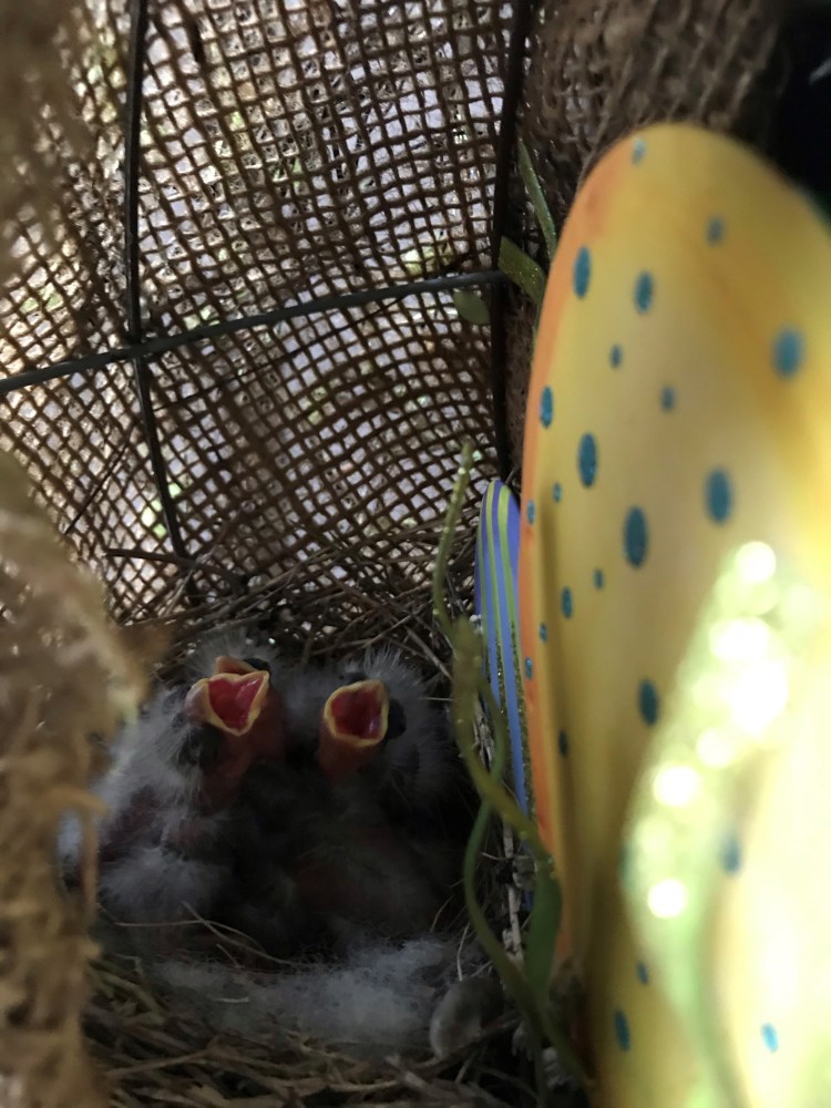 20200430 baby birds