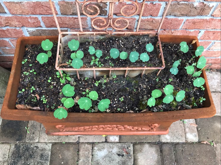 20200430 nasturtiums