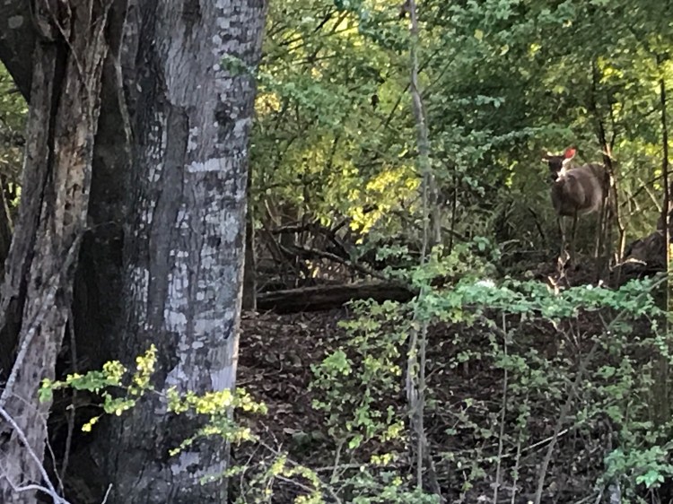 20200502 deer