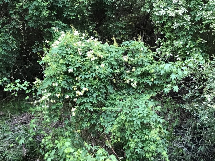 20200502 honeysuckle