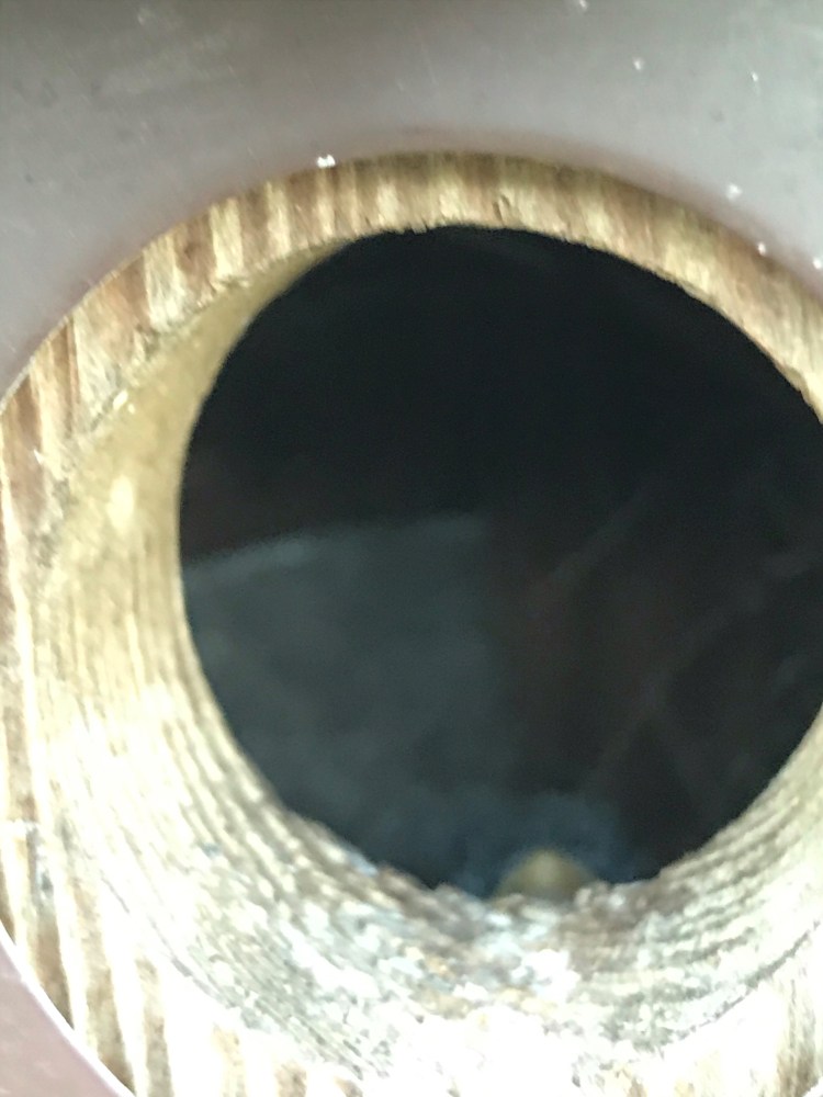 20200506 baby bluebirds