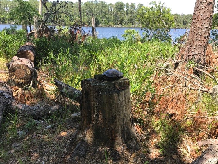 20200524 turtle shell