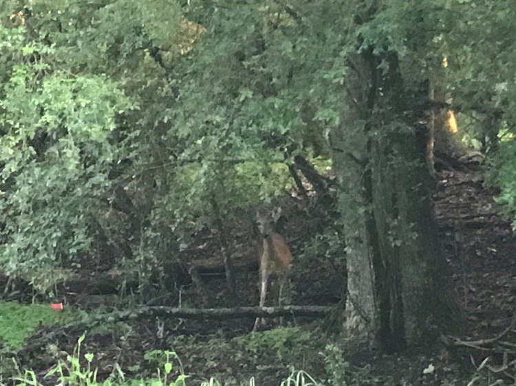 20200605 deer 2