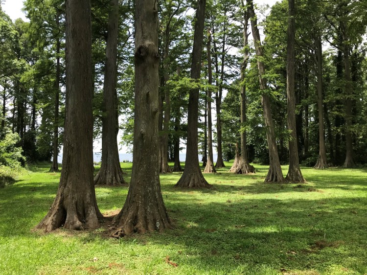 20200628 pettigrew trees no water