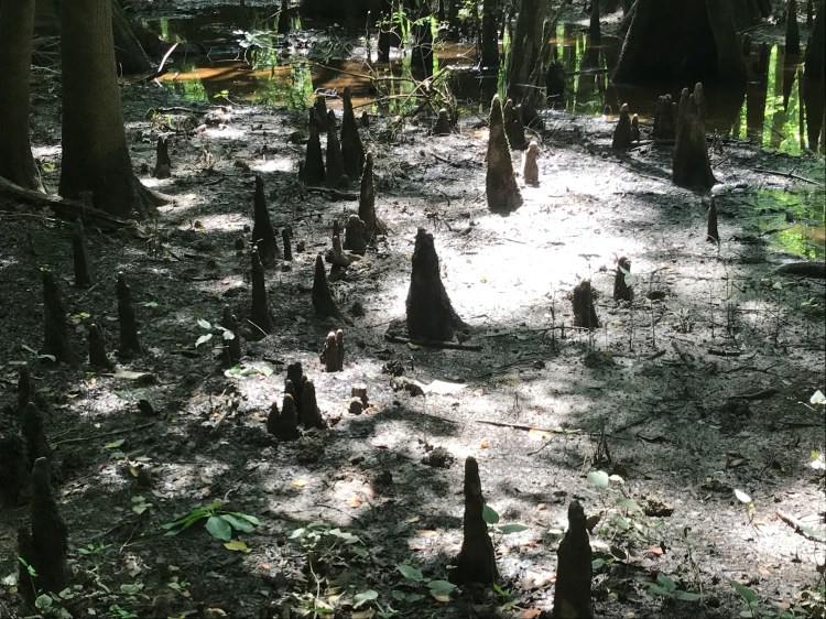 20200711 cypress knees