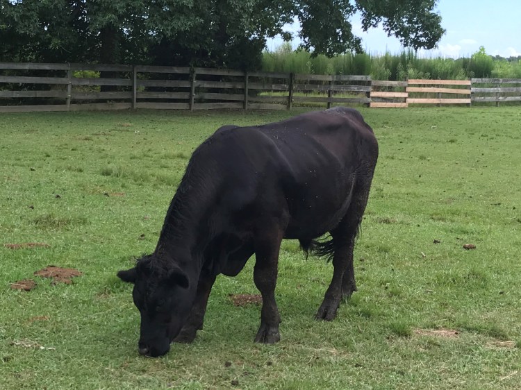 20200724 aycock bull