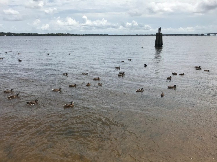 20200807 new bern neuse ducks
