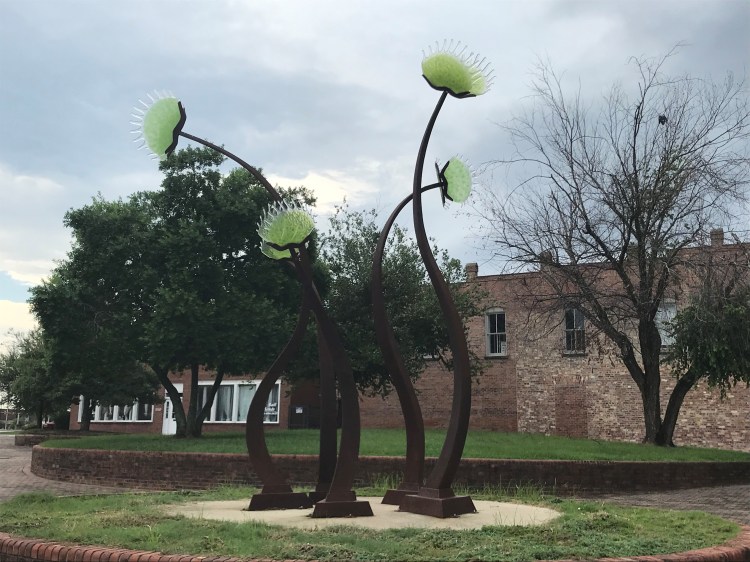 20200809 fayetteville venus fly traps